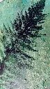 TROPICAL FERN 30€ (2).webp